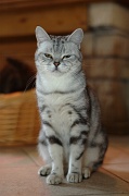 BRITISH SHORTHAIR 045